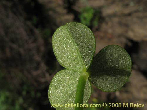 Bild von Oxalis carnosa var. carnosa (). Klicken Sie, um den Ausschnitt zu vergrössern.