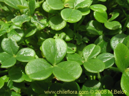 Bild von Oxalis carnosa var. carnosa (). Klicken Sie, um den Ausschnitt zu vergrössern.