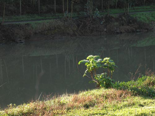 Imágen de Planta no identificada sp. #1063 (Cariore). Haga un clic para aumentar parte de imágen.