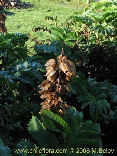 Image of Unidentified Plant sp. #1063 (Cariore). Click to enlarge parts of image.