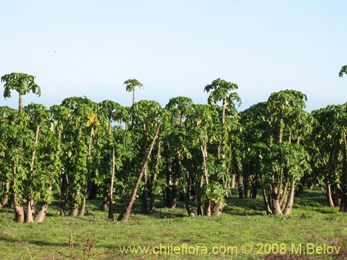 Bild von Carica papaya (Papaya / melón de árbol / mamón / fruta bomba / lechosa). Klicken Sie, um den Ausschnitt zu vergrössern.