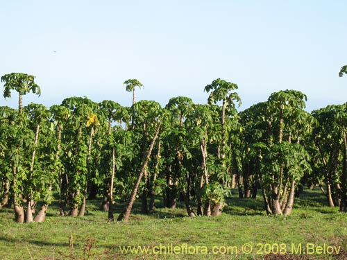 Imágen de Carica papaya (Papaya / melón de árbol / mamón / fruta bomba / lechosa). Haga un clic para aumentar parte de imágen.