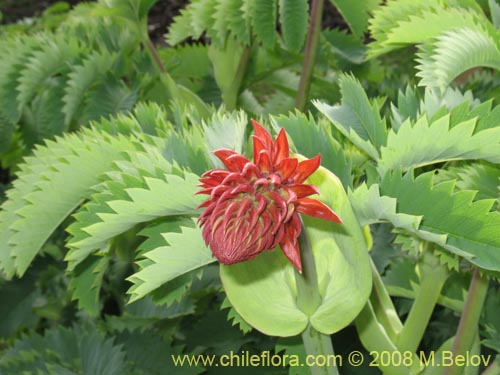 Image of Unidentified Plant sp. #1063 (Cariore). Click to enlarge parts of image.