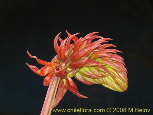 Image of Unidentified Plant sp. #1063 (Cariore). Click to enlarge parts of image.