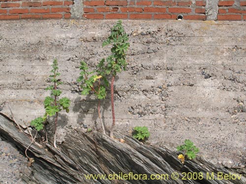 Imágen de Malva sp. #3071 (). Haga un clic para aumentar parte de imágen.