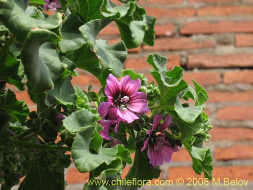 Image of Malva sp. #3071 (). Click to enlarge parts of image.