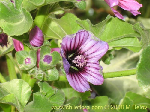 Malva sp. #3071의 사진