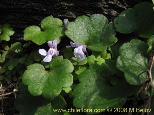 Imágen de Cymbalaria muralis (Picardia / Hierba de campanario). Haga un clic para aumentar parte de imágen.