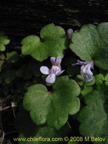 Image of Cymbalaria muralis (Picardia / Hierba de campanario). Click to enlarge parts of image.