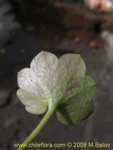 Imágen de Cymbalaria muralis (Picardia / Hierba de campanario). Haga un clic para aumentar parte de imágen.