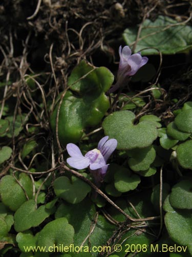 Image of Cymbalaria muralis (Picardia / Hierba de campanario). Click to enlarge parts of image.