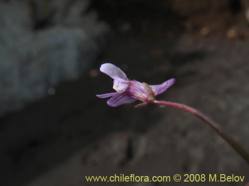 Imágen de Cymbalaria muralis (Picardia / Hierba de campanario). Haga un clic para aumentar parte de imágen.