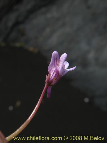 Bild von Cymbalaria muralis (Picardia / Hierba de campanario). Klicken Sie, um den Ausschnitt zu vergrössern.