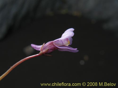 Фотография Cymbalaria muralis (Picardia / Hierba de campanario). Щелкните, чтобы увеличить вырез.