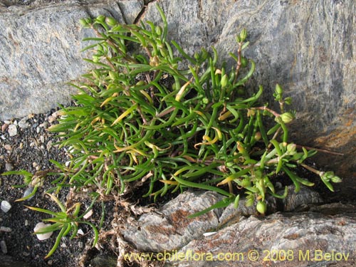 Image of Spergularia sp. #1062 (). Click to enlarge parts of image.