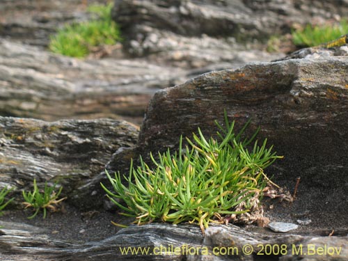 Bild von Spergularia sp. #1062 (). Klicken Sie, um den Ausschnitt zu vergrössern.