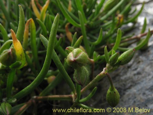 Imágen de Spergularia sp. #1062 (). Haga un clic para aumentar parte de imágen.