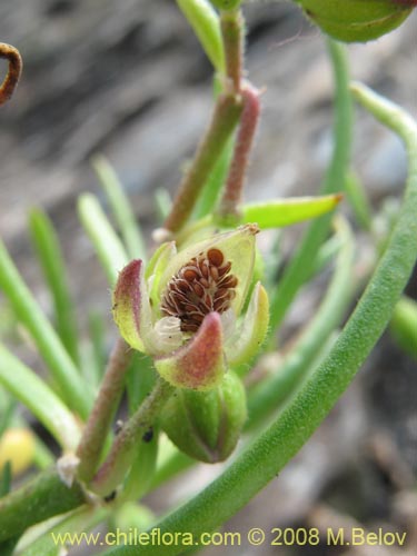 Spergularia sp. #1062の写真