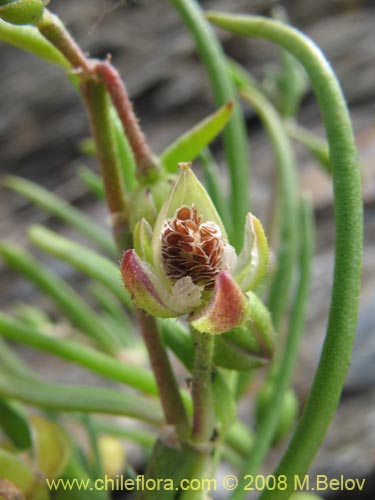 Imágen de Spergularia sp. #1062 (). Haga un clic para aumentar parte de imágen.