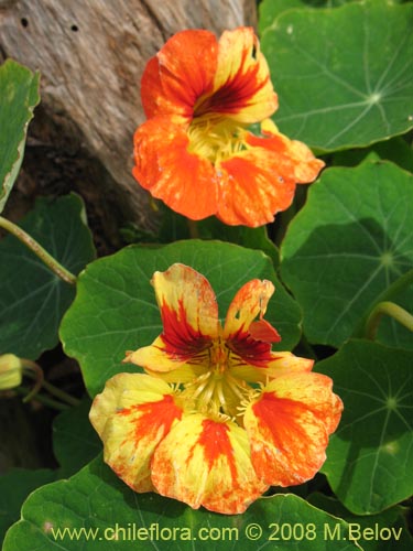 Image of Tropaeolum majus (). Click to enlarge parts of image.