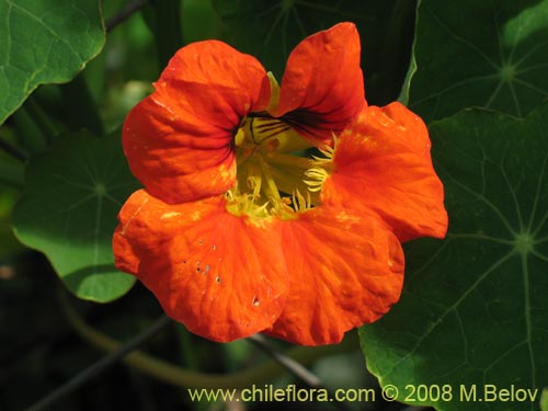 Bild von Tropaeolum majus (). Klicken Sie, um den Ausschnitt zu vergrössern.