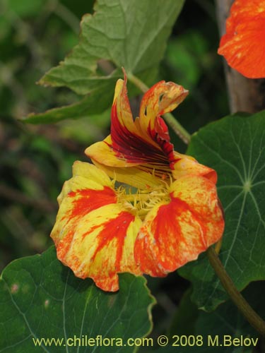 Imágen de Tropaeolum majus (). Haga un clic para aumentar parte de imágen.