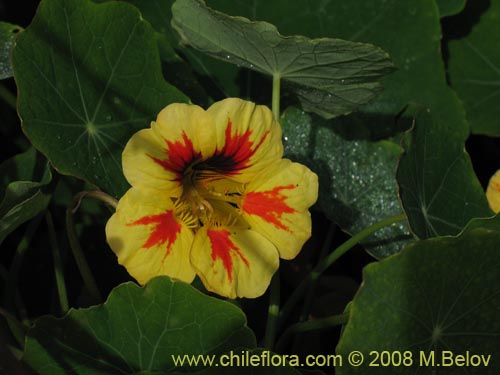 Tropaeolum majus的照片