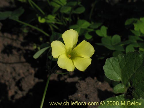 Фотография Oxalis pes-caprae (). Щелкните, чтобы увеличить вырез.