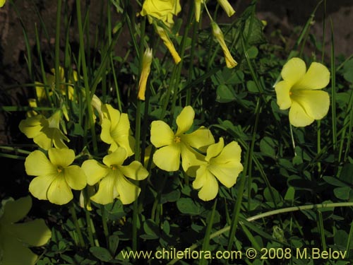 Image of Oxalis pes-caprae (). Click to enlarge parts of image.