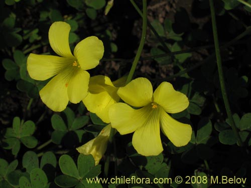 Oxalis pes-caprae的照片