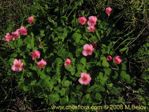 Oxalis purpurea的照片