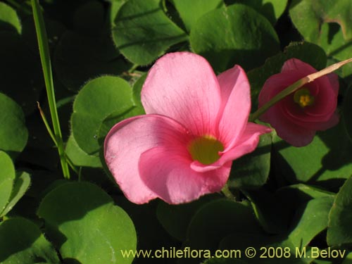 Image of Oxalis purpurea (). Click to enlarge parts of image.