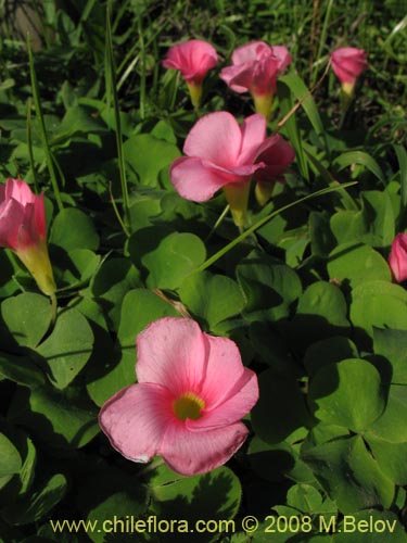 Image of Oxalis purpurea (). Click to enlarge parts of image.