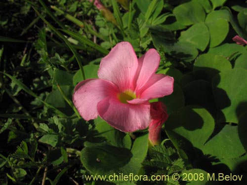 Oxalis purpurea的照片