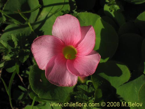 Фотография Oxalis purpurea (). Щелкните, чтобы увеличить вырез.