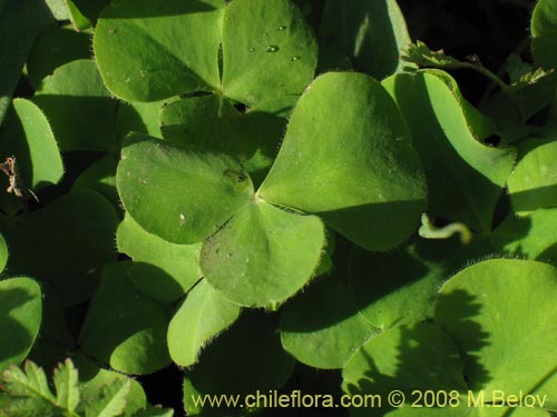 Bild von Oxalis purpurea (). Klicken Sie, um den Ausschnitt zu vergrössern.