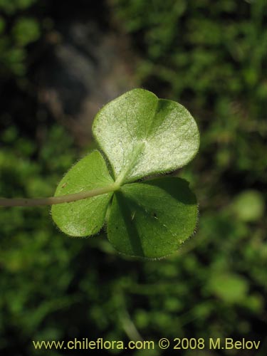 Bild von Oxalis purpurea (). Klicken Sie, um den Ausschnitt zu vergrössern.