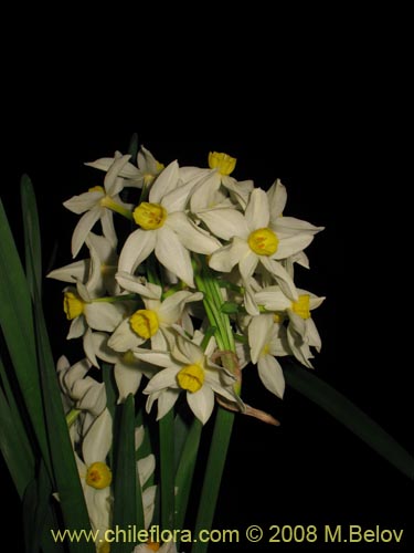 Image of Narcissus tazetta subsp. italicus (Junco / narciso). Click to enlarge parts of image.