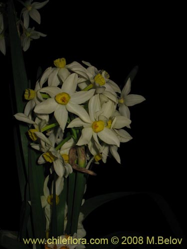 Narcissus tazetta subsp. italicus의 사진