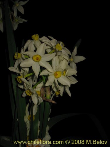 Imágen de Narcissus tazetta subsp. italicus (Junco / narciso). Haga un clic para aumentar parte de imágen.