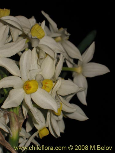 Narcissus sp.   #1716的照片