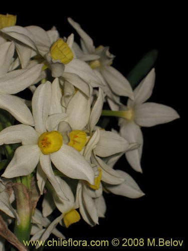 Image of Narcissus tazetta subsp. italicus (Junco / narciso). Click to enlarge parts of image.