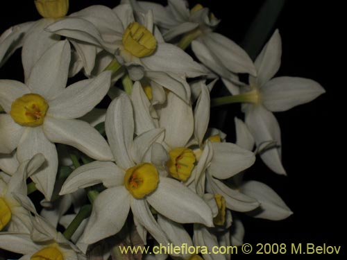 Фотография Narcissus tazetta subsp. italicus (Junco / narciso). Щелкните, чтобы увеличить вырез.