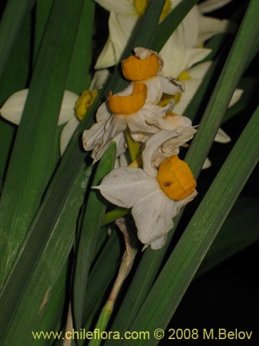 Фотография Narcissus tazeta (Junco / narciso). Щелкните, чтобы увеличить вырез.