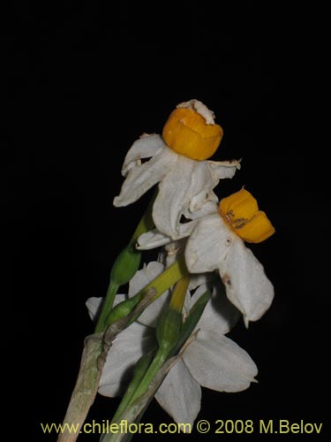 Image of Narcissus tazeta (Junco / narciso). Click to enlarge parts of image.