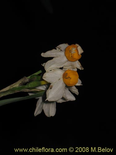 Фотография Narcissus tazeta (Junco / narciso). Щелкните, чтобы увеличить вырез.