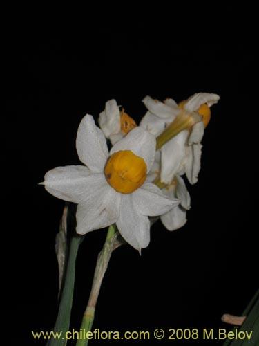 Image of Narcissus tazeta (Junco / narciso). Click to enlarge parts of image.