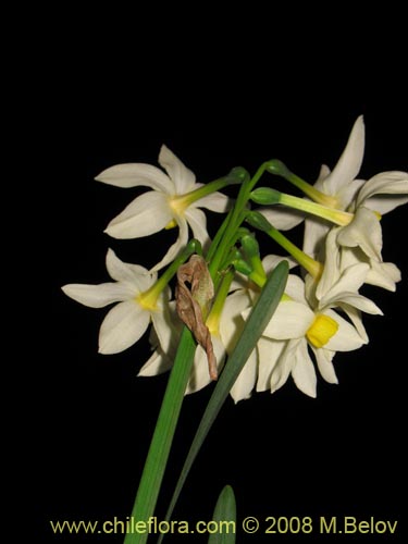Фотография Narcissus tazetta subsp. italicus (Junco / narciso). Щелкните, чтобы увеличить вырез.