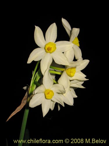 Bild von Narcissus tazetta subsp. italicus (Junco / narciso). Klicken Sie, um den Ausschnitt zu vergrössern.