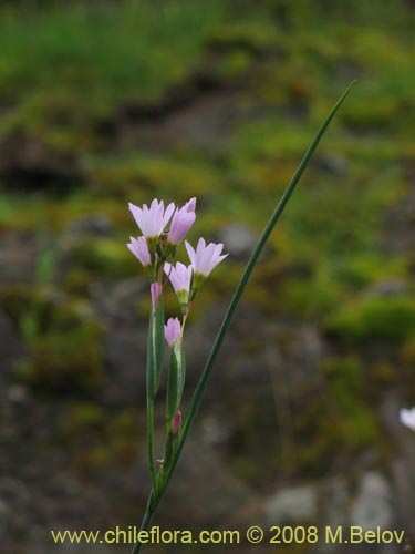 Image of Sisyrinchium junceum ssp. Depauperatum (). Click to enlarge parts of image.